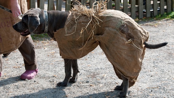 Szenenbild aus der 37. Büttenwarder-Folge "Vizekönig": Ein Hund trägt einen Kartoffelsack als Kostüm. © NDR/Nicolas Maack 