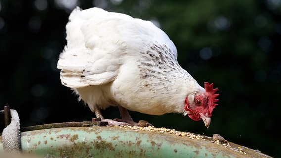 Ein Huhn pickt Körner auf. © NDR/Uwe Ernst Foto: Uwe Ernst