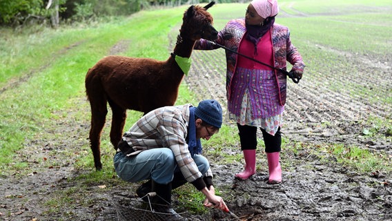 Zwei Personen stehen mit einem Lama auf einem Feld. © NDR/Nico Maack Foto: Nico Maack