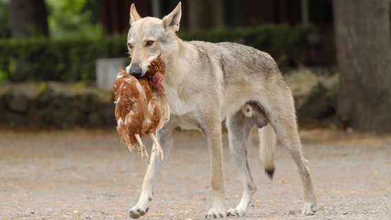 Szenenbild aus der 33. Büttenwarder-Folge "Die mit dem Wolf tanzen": Ein Wolf mit einem Huhn im Maul. © NDR/Nicolas Maack Foto: Nicolas Maack