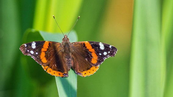 Nahaufnahme eines Schmetterlings. © NDR Foto:  Detlef Meier aus Ducherow