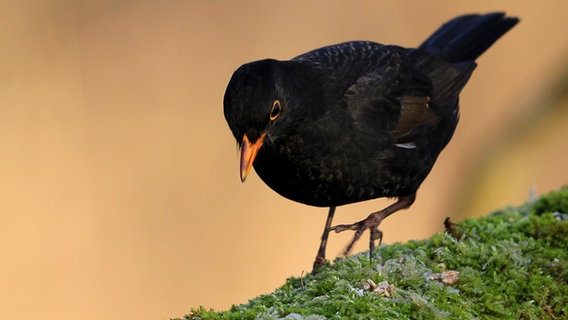 Amsel bei der Nahrungssuche. © NDR Foto: Andreas Günther aus Greifswald