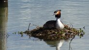 Ein Haubentaucher bei der Brut © NDR Foto: Manfred Bergholz Hiltraud aus Waren (Müritz)