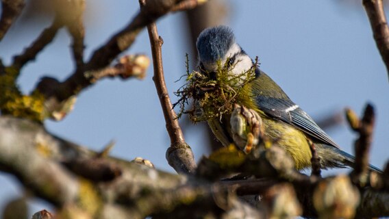 Eine Blaumeise beim Nestbau © NDR Foto: Sylvia Puchert aus Prohn