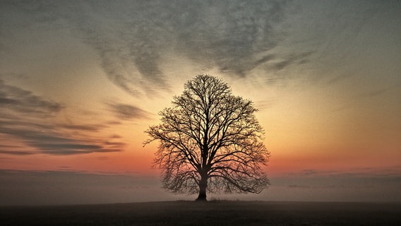 Eine Linde bei Sonnenuntergang. © NDR Foto: Uwe Meyer aus Lübtheen