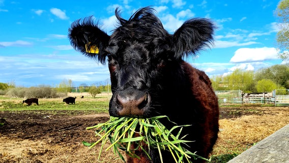 Schwarze Kuh frisst Gras. © NDR Foto: Sabrina Sahlmann aus Rostock