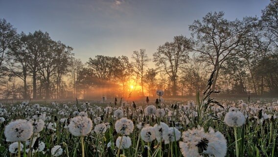 Wiese voller Pusteblumen. © NDR Foto: Uwe Meyer aus Lübtheen