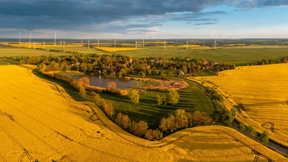 Luftaufnahme von Rapsfeldern. © NDR Foto: Andy Bünning aus Torgelow