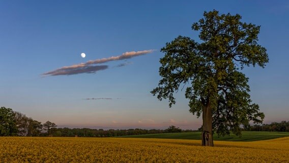 Abnehmender Mond über einem Rapsfeld. © NDR Foto: Carsten Bremer aus Waren