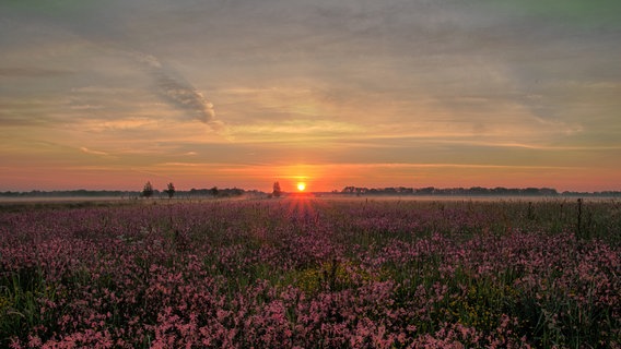 Blumenfeld bei Sonnenuntergang. © NDR Foto: Uwe Meyer aus Lübtheen