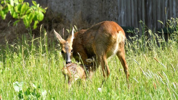 Rehkitz mit seiner Mutter. © NDR Foto: Rolf Oldenburg aus Roduchelstorf