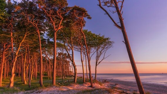 Darßer Weststrand bei Sonnenuntergang. © NDR Foto: Marlis Börger aus Güstrow