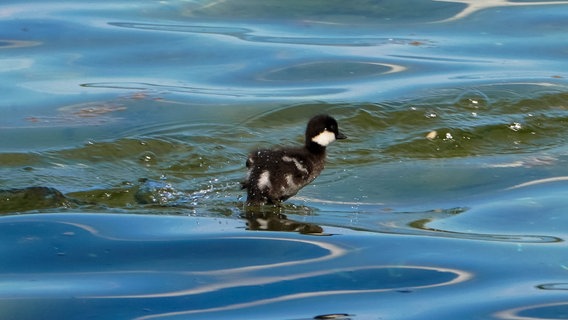 Junge Ente läuft über den Schweriner See © NDR Foto: Ralf Dreier aus Rostock