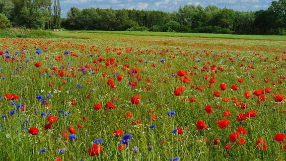 Ein Sommerfeld in Wittenförden © NDR Foto: Christine Kunkel aus Wittenförden