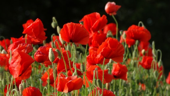 Ein blühendes Mohnblumenfeld. © NDR Foto: Anke Brümmer aus Langenbrütz