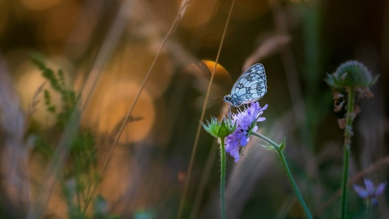 Ein Schachbrettschmetterling auf einer Blüte. © NDR Foto: Mandy Pollack aus Waren