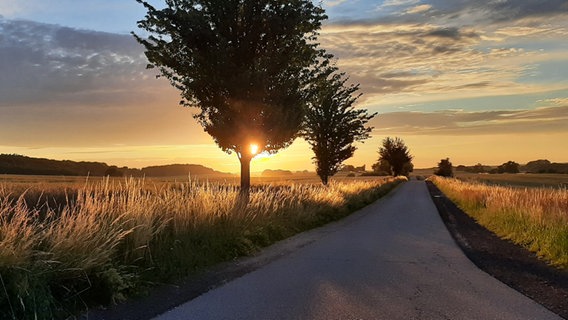 Sonne schimmert durch die Baumkrone. © NDR Foto: Hannes Berendt aus Neukalen