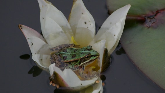 Ein Frosch sitzt in einer Seerose. © NDR Foto: Roland Franz aus Greifswald