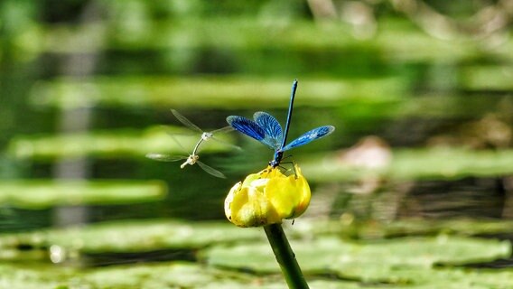 Blaue Libelle auf einer Seerose. © NDR Foto: Gabriele Riech aus Kuchelmiß