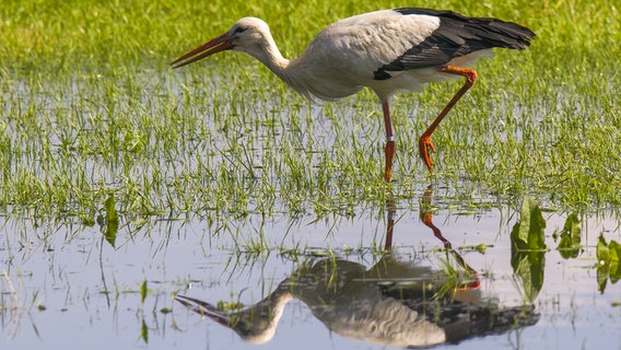 Storch stakst durchs Wasser. © NDR Foto: Ralf Ottmann aus Wöbbelin.