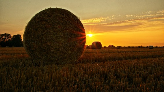 Heuballen bei Sonnenuntergang. © NDR Foto: Anke Hanusik aus Grimmen