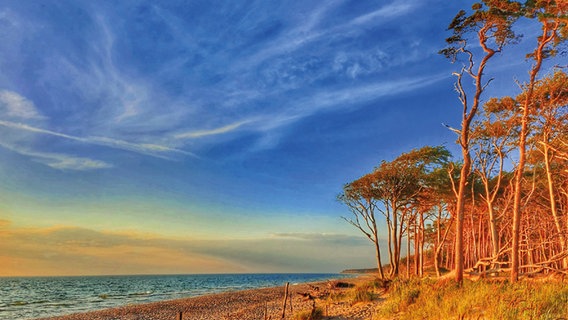 Strand mit Küstenwald © NDR Foto: Anke Hanusik aus Grimmen