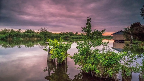 An der Peene in Pensin © NDR Foto: Katrin Schäfer aus Blankenhagen