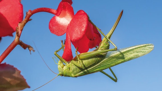 Heupferdchen auf Blume © NDR Foto: Klaus Haase aus Ostseebad Prerow