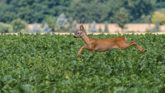 Ein Reh springt über ein Feld © NDR Foto: Norbert Brandt aus Neubrandenburg