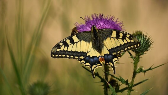Schmetterling sitzt auf einer Blüte. © NDR Foto: Steven Dommisch aus Schwerin