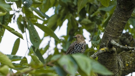 Vogel sitzt im Baum. © NDR Foto: Klaus Knop aus Greifswald