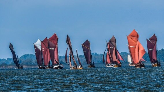 Bootregatta bei blauem Himmel. © NDR Foto: Axel Plate aus Stralsund