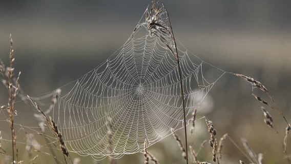 Spinnennetz im Spätsommer. © NDR Foto: Klaus Kirschnick aus Güstrow