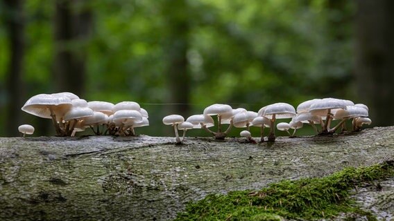 Pilze auf einem umgestürzten Baum. © NDR Foto: Dirk Freitag aus Rostock