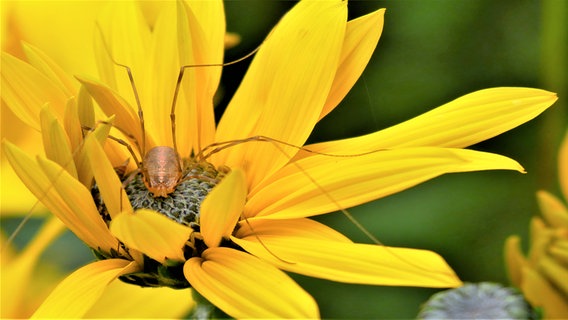 Spinne auf einer gelben Blüte. © NDR Foto: Marion Johannovsky aus Rehna