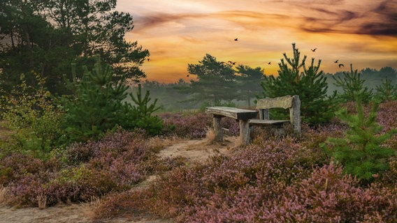 Abendstimmung zwischen blühender Heide. © NDR Foto: Axel Schliemann aus Wittenburg