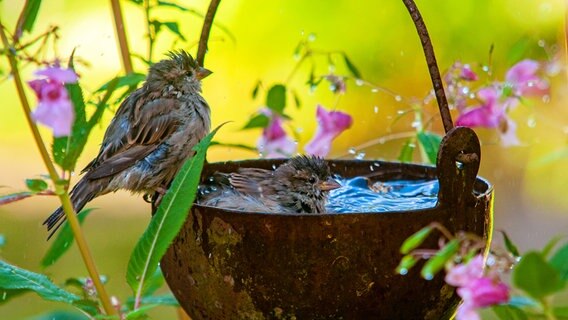 Zwei Vögel baden in einer Vogeltränke. © NDR Foto: Peter Behrendt aus Woosmer