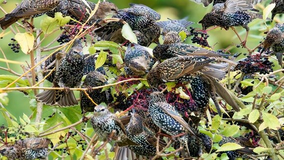 Viele Stare in einem Holunderbusch. © NDR Foto: Martin Jeschke aus Zingst