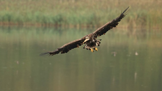 Ein Fischadler mit Beute. © NDR Foto: Klaus Kirschnick aus Güstrow