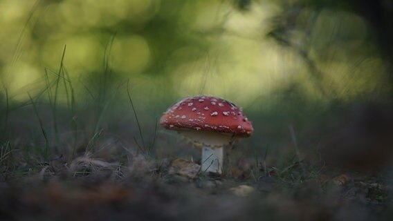 Fliegenpilz auf einer Lichtung. © NDR Foto: Janne Koch aus Weitenhagen