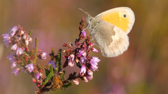 Ein Schmetterling sitzt auf einer Blüte. © NDR Foto: Heike Helfert aus Malchow