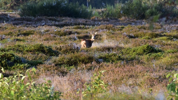 Ein Reh steht in einem Heidefeld auf Hiddensee. © NDR Foto: Jana Hobe aus Rostock