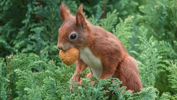 Ein Eichhörnchen mit einer Walnuss. © NDR Foto: Klaus Haase aus dem Ostseebad Prerow