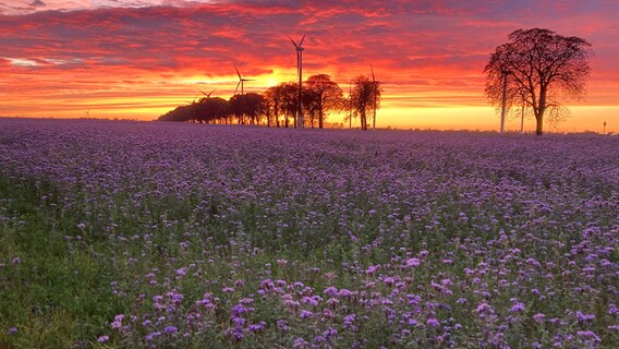 Ein Sonnenuntergang © NDR Foto: Gabriele Müller aus Medow