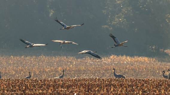 Kraniche auf einem Feld. © NDR Foto: Lars Koch aus Stralsund