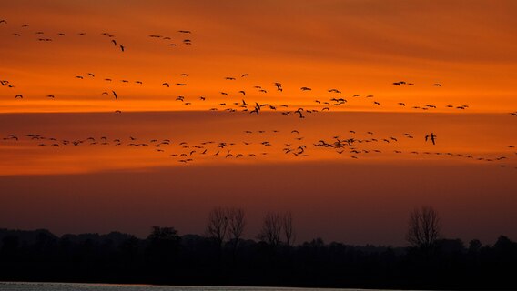 Sonnenuntergang mit Kranichen in der Luft. © NDR Foto: Nachtquartier