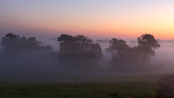 Nebelverhangene Bäume © NDR Foto: Mathias Engels aus Neubrandenburg