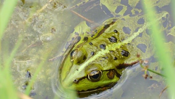 Ein Frosch sitzt im Teich © NDR Foto: Laura Orthmann aus Schwerin