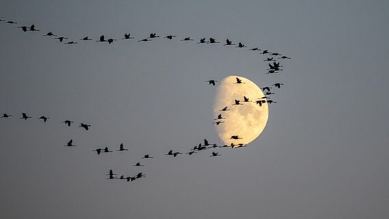 Kraniche vor dem leuchtenden Mond. © NDR Foto: Klaus Steindorf-Sabath aus Waren an der Müritz