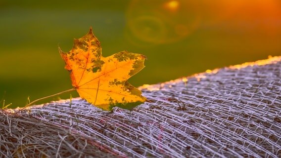 Herbstliches Blatt auf einem Heuballen. © NDR Foto: Jenny Korinth aus Züssow